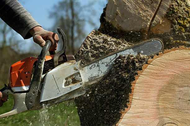 Best Tree Root Removal  in Cedar Ridge, CA